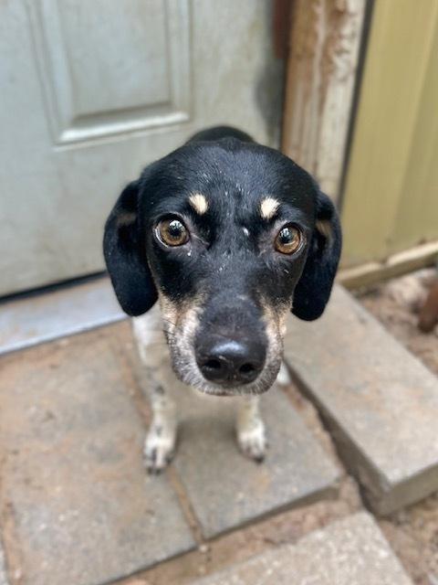 Enlarge Jacqueline, a Adoptable mixed breed in Muskegon, MI image 2/2