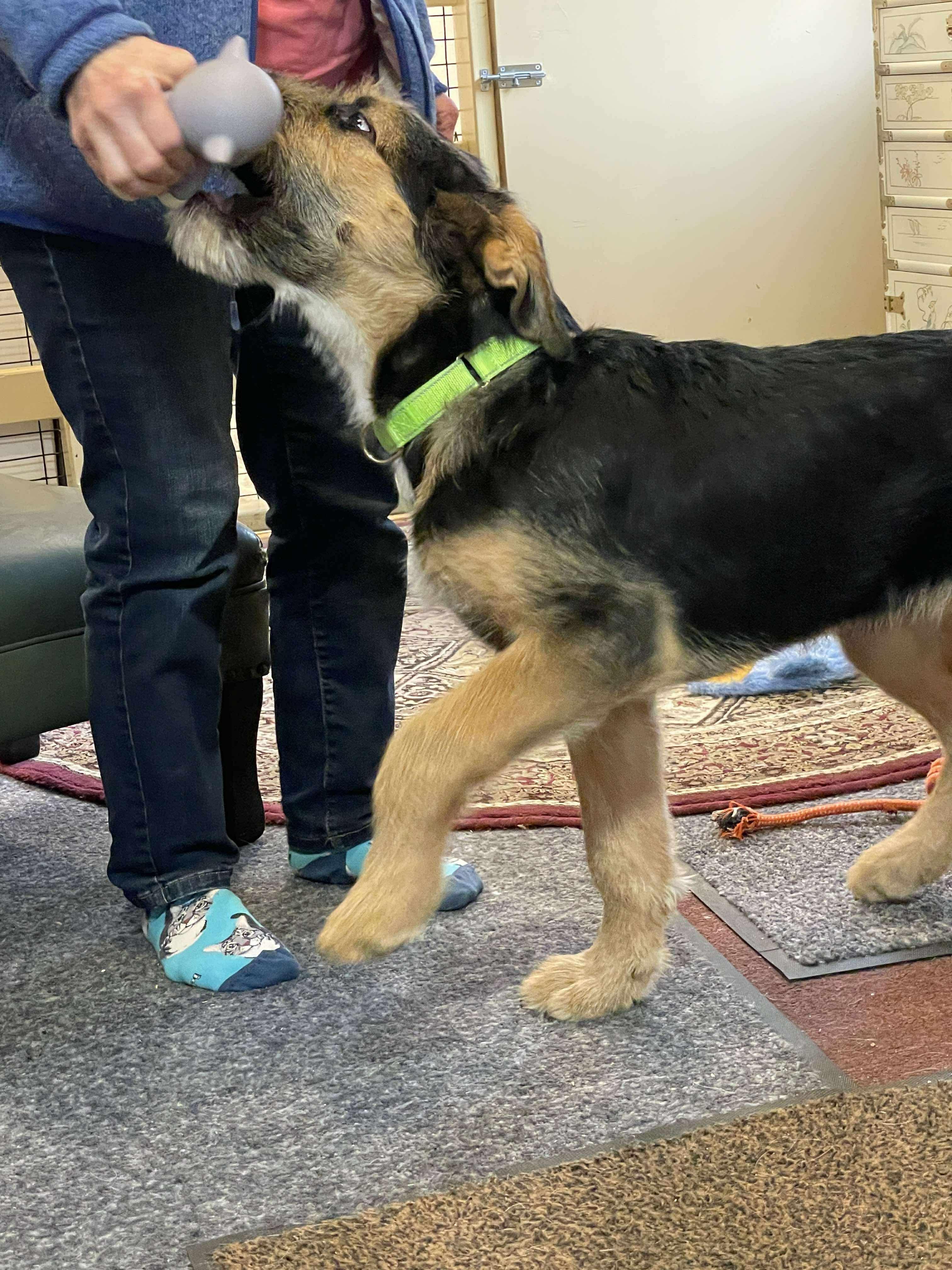 Enlarge Goofy, a ADOPTABLE mixed breed in Berwick, ME image 3/3