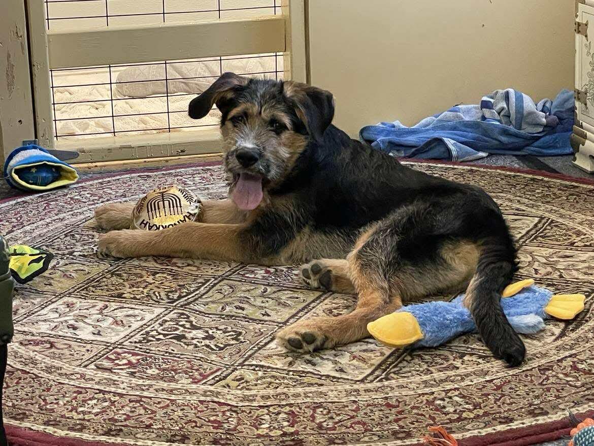 Goofy, ADOPTABLE, Puppy Male Giant Schnauzer & Mixed Breed.