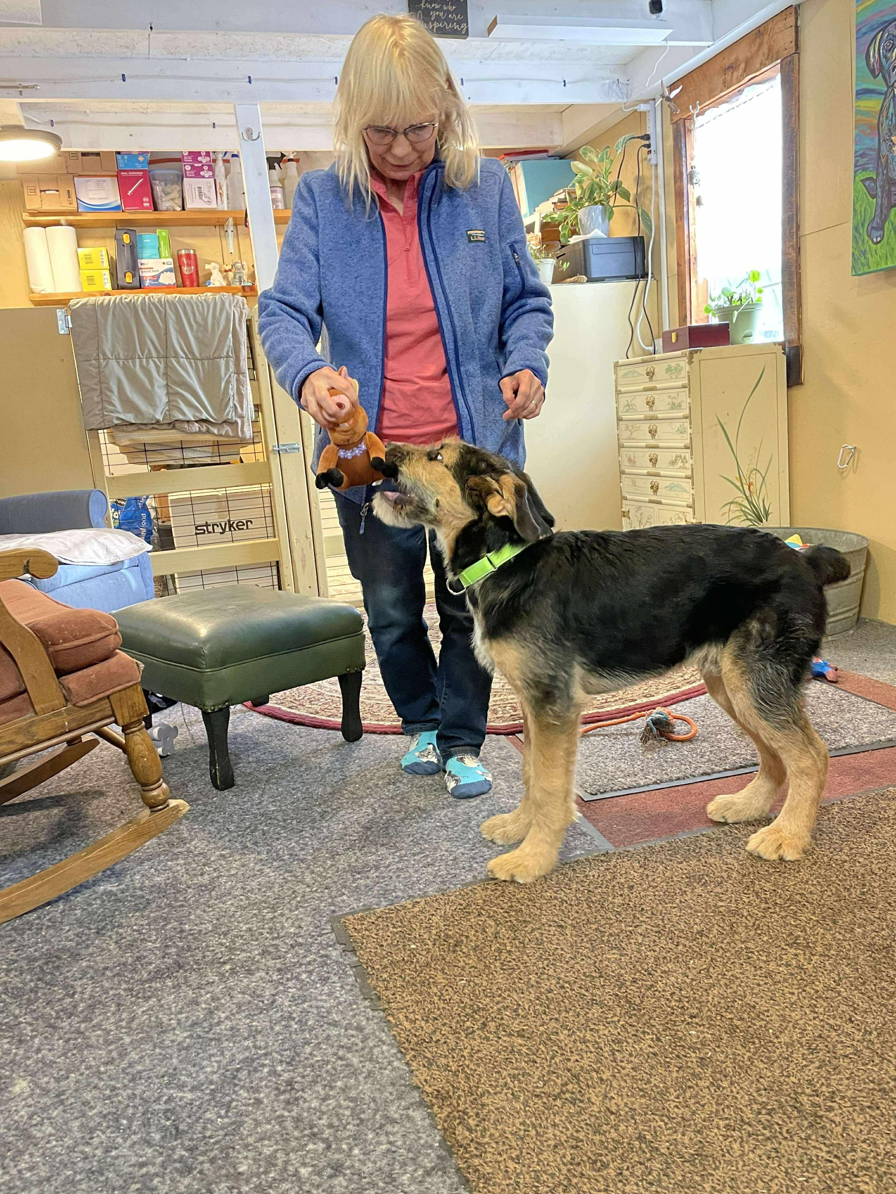 Enlarge Goofy, a ADOPTABLE mixed breed in Berwick, ME image 2/3