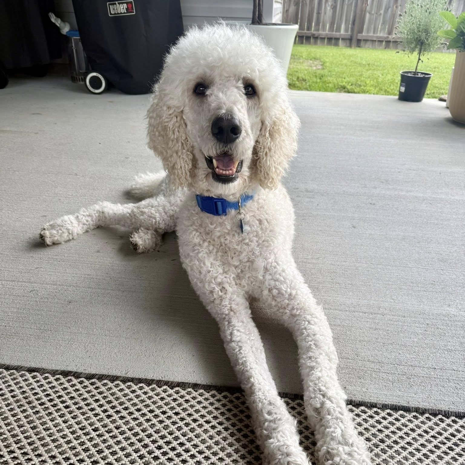 Beaux, ADOPTABLE, Adult Male Poodle.