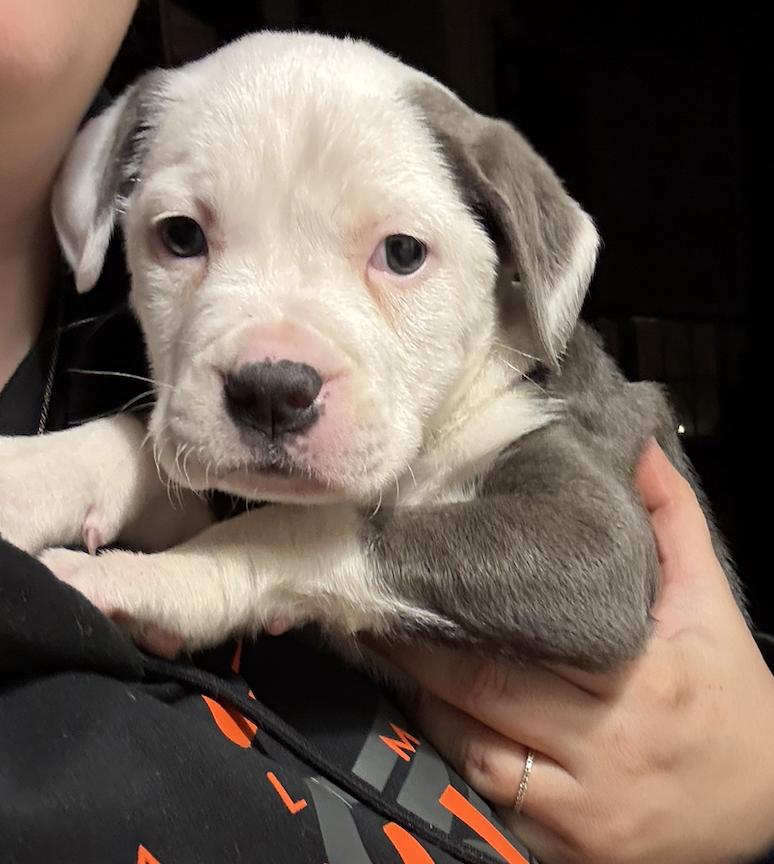 Charlotte aka Charlie Girl, an adoptable mixed breed in Ayden, NC image 1/3