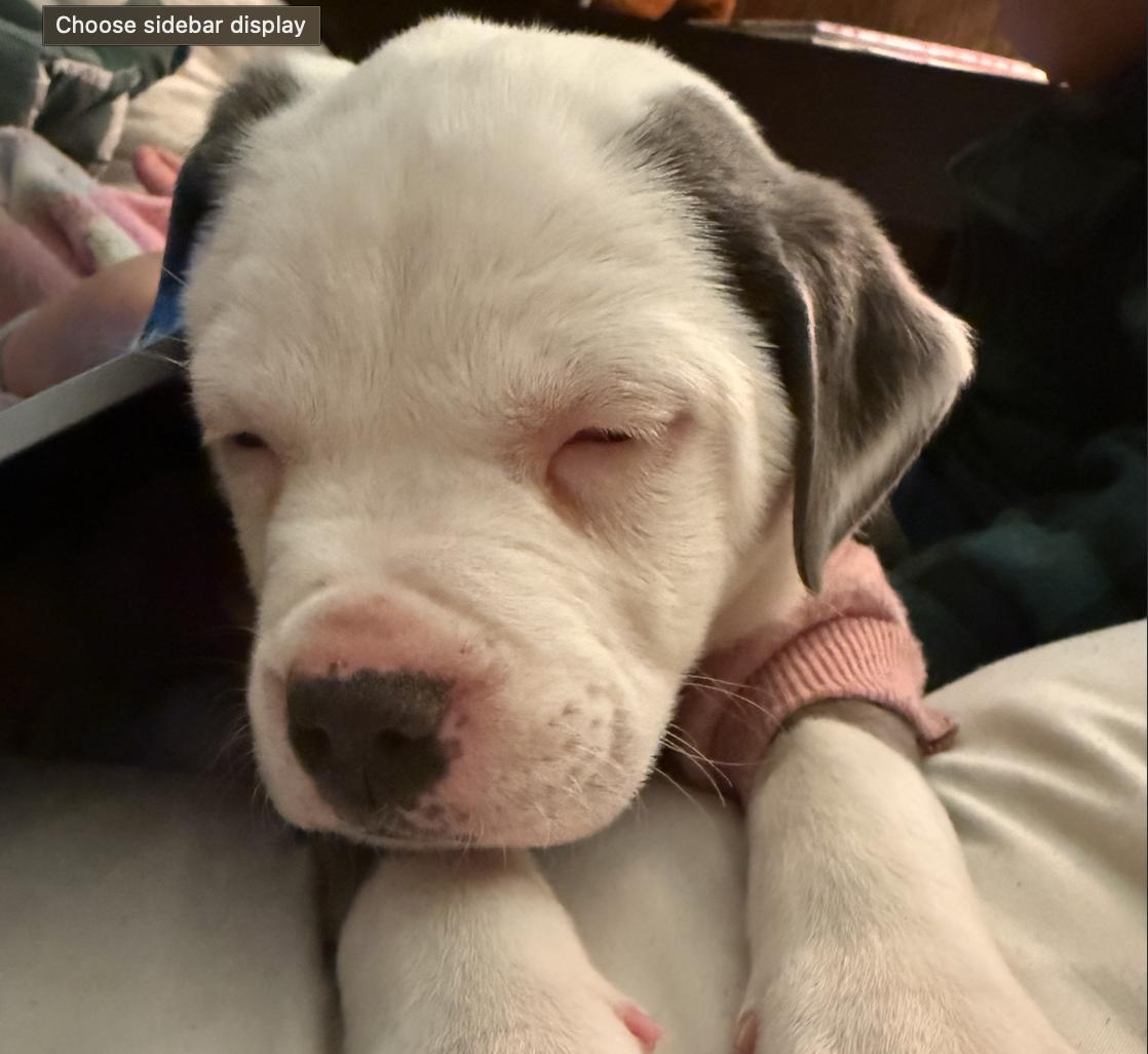 Charlotte aka Charlie Girl, an adoptable mixed breed in Ayden, NC image 3/3