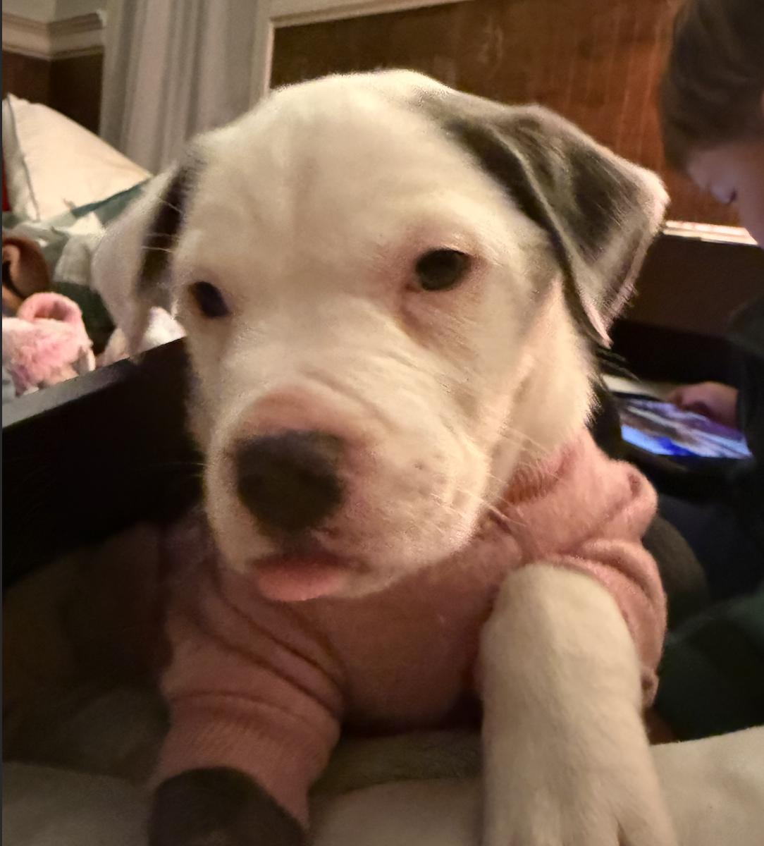 Charlotte aka Charlie Girl, an adoptable mixed breed in Ayden, NC image 2/3