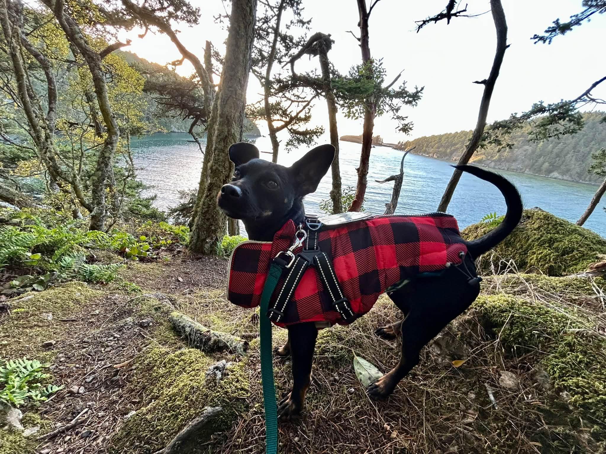 Enlarge Azriel, a Adoptable mixed breed in Covington, WA image 2/6