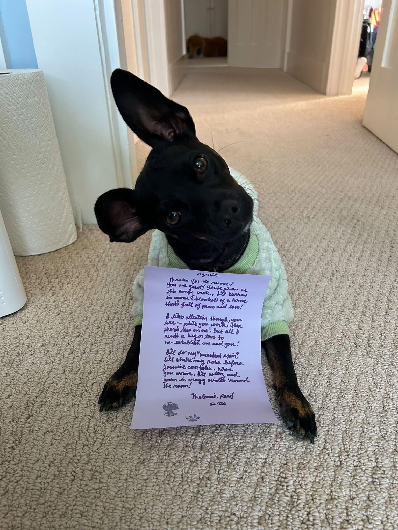 Azriel, Adoptable, Young Male Chihuahua.