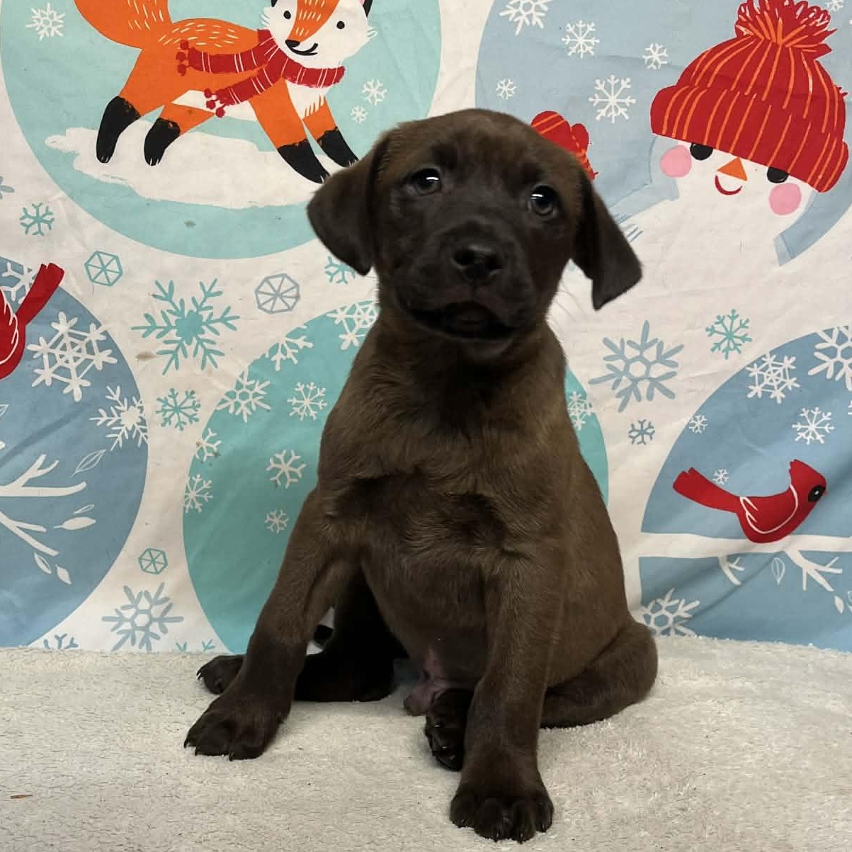 Velco- From the Fastener 11, Adoptable, Puppy Male Retriever & Pit Bull Terrier.