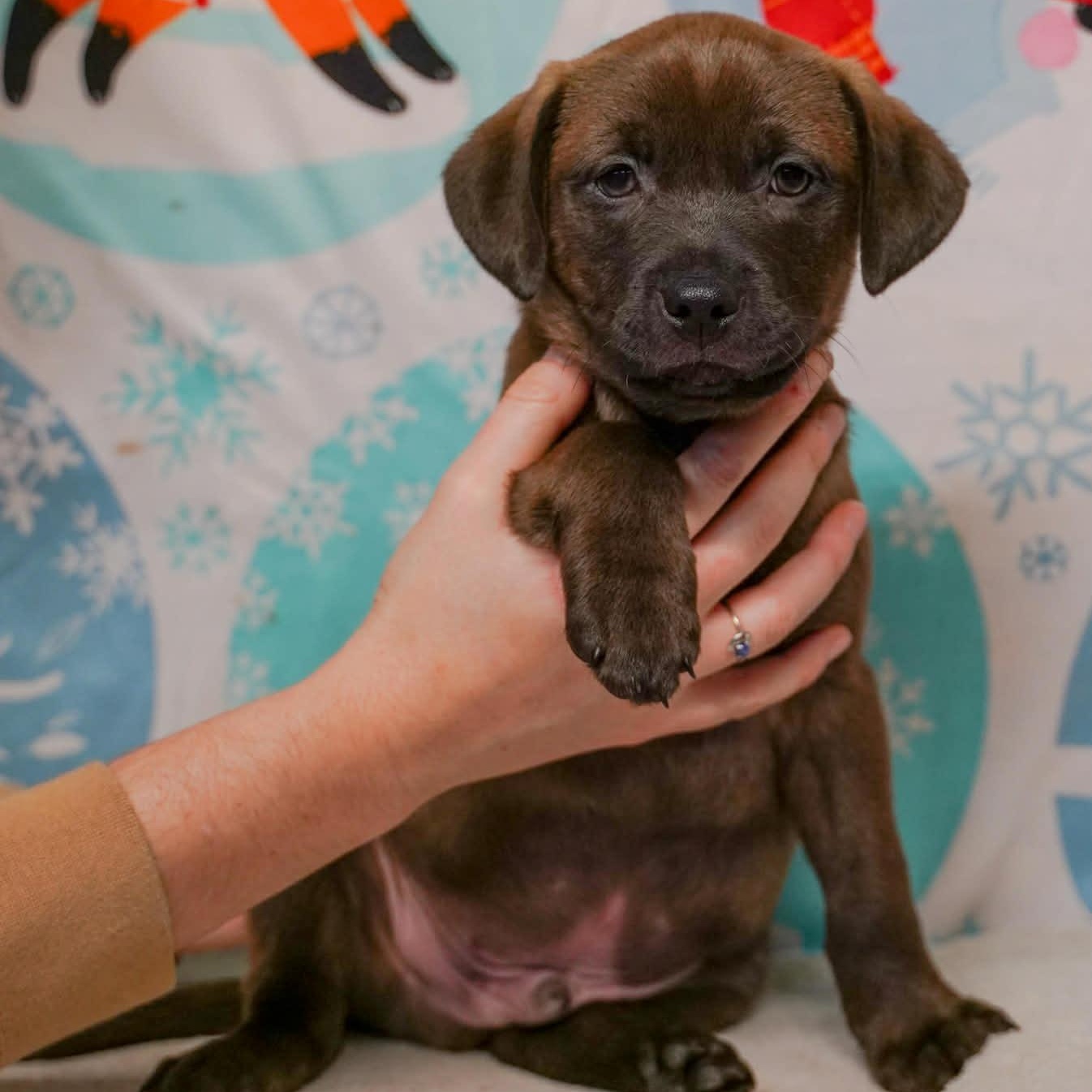 Enlarge Velco- From the Fastener 11, a Adoptable mixed breed in Kentwood, MI image 1/4