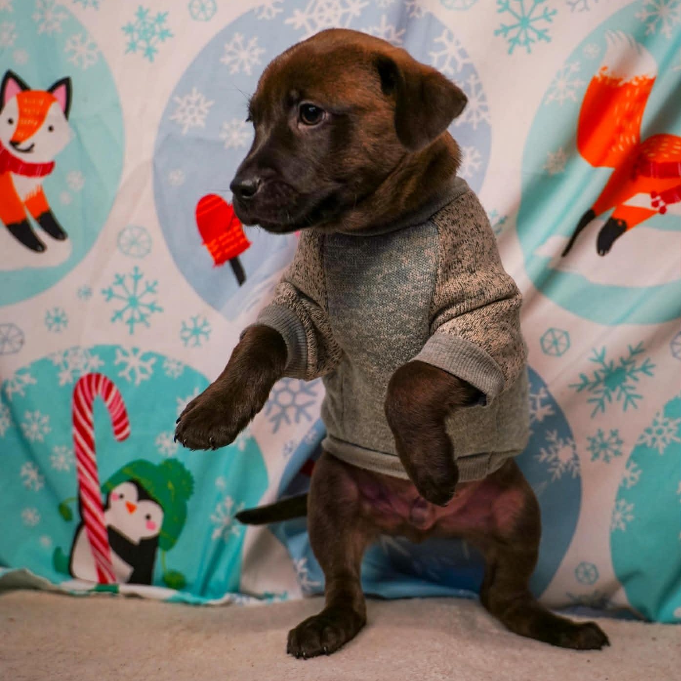 Enlarge Velco- From the Fastener 11, a Adoptable mixed breed in Kentwood, MI image 2/4