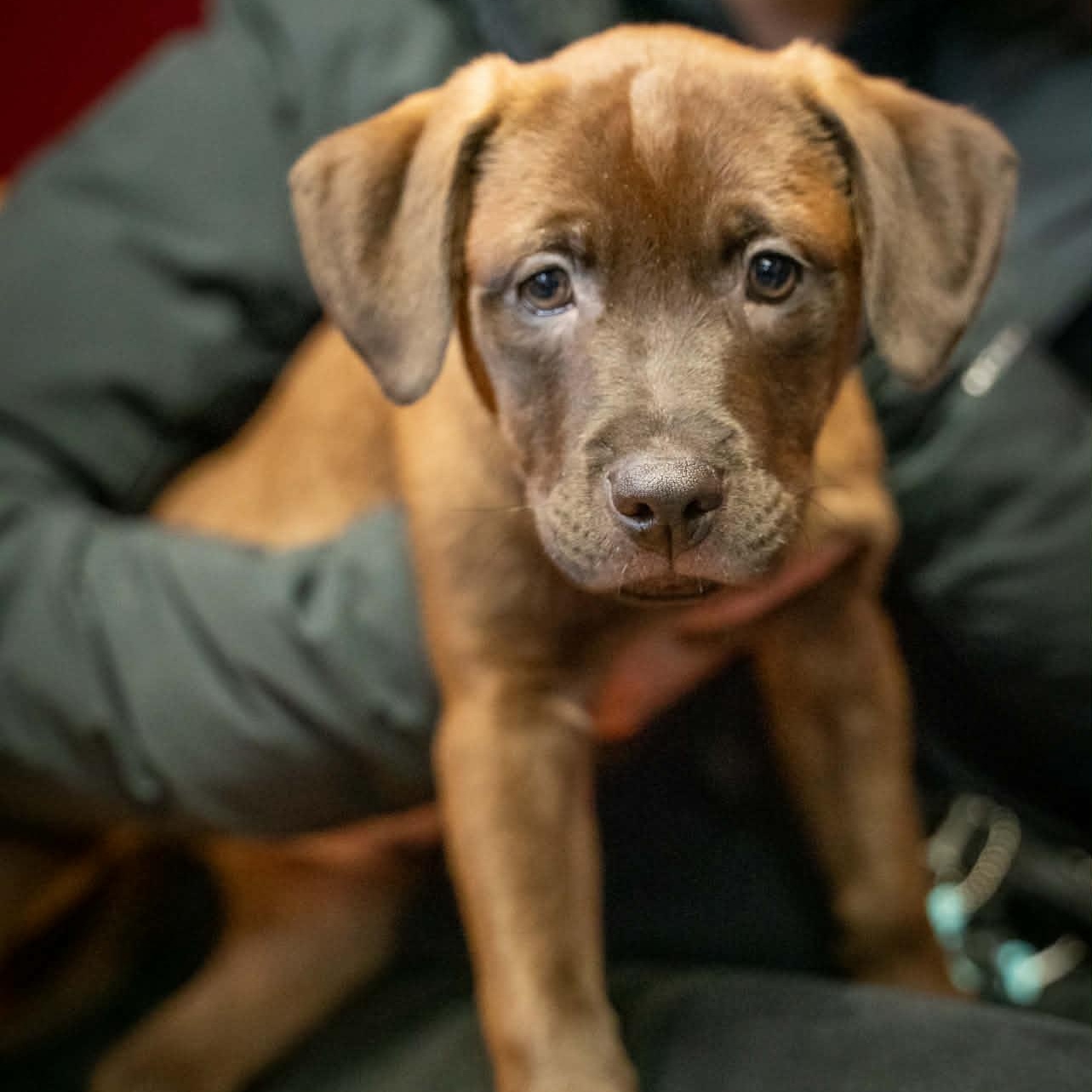 Velco- From the Fastener 11, Adoptable, Puppy Male Retriever & Pit Bull Terrier.