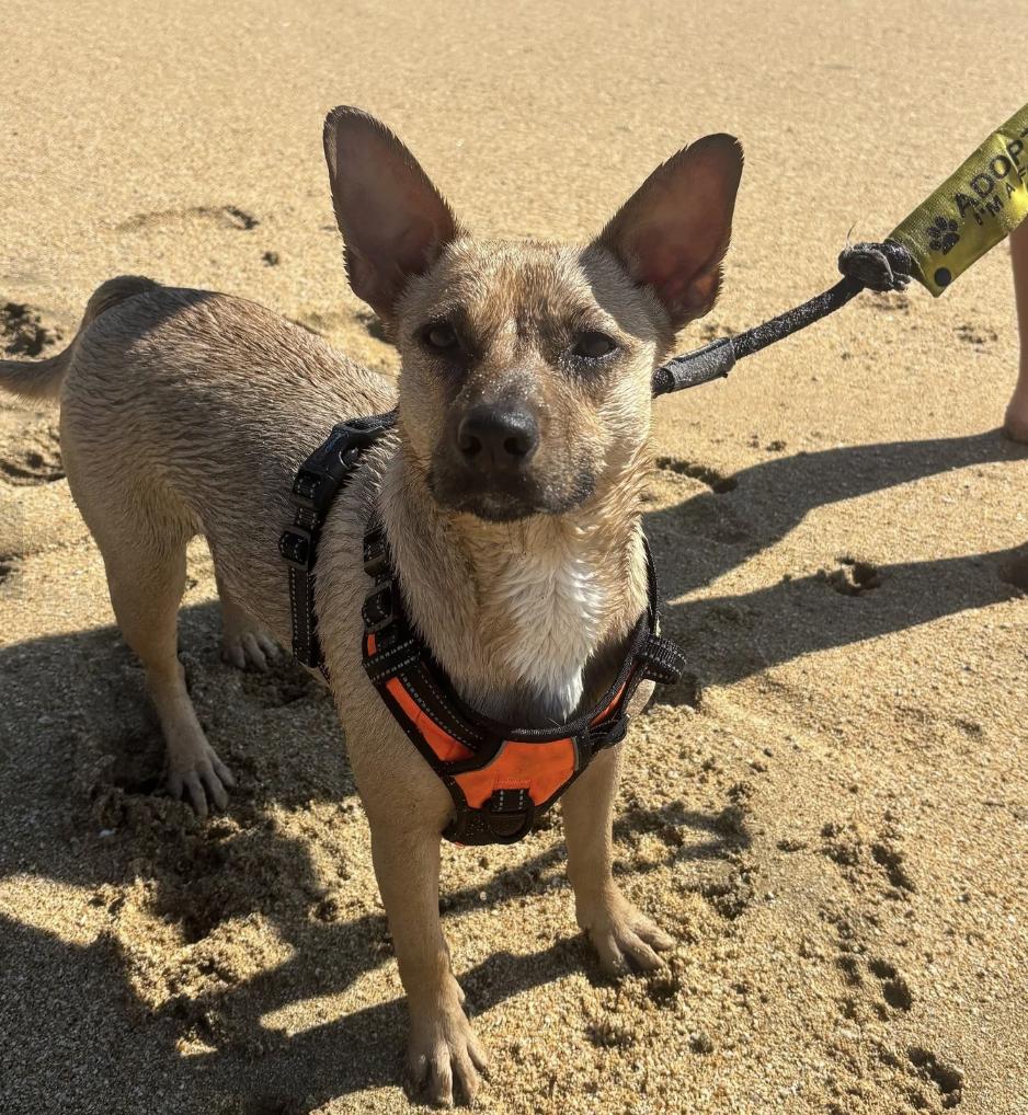 Sasha, ADOPTABLE, Young Female Mixed Breed.