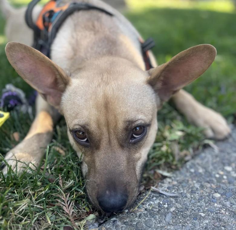 Sasha, a ADOPTABLE mixed breed in Davis, CA image 3/3