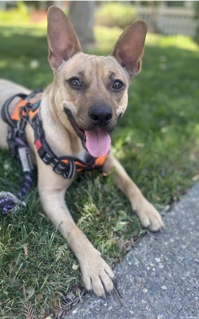 Sasha, a ADOPTABLE mixed breed in Davis, CA image 2/3