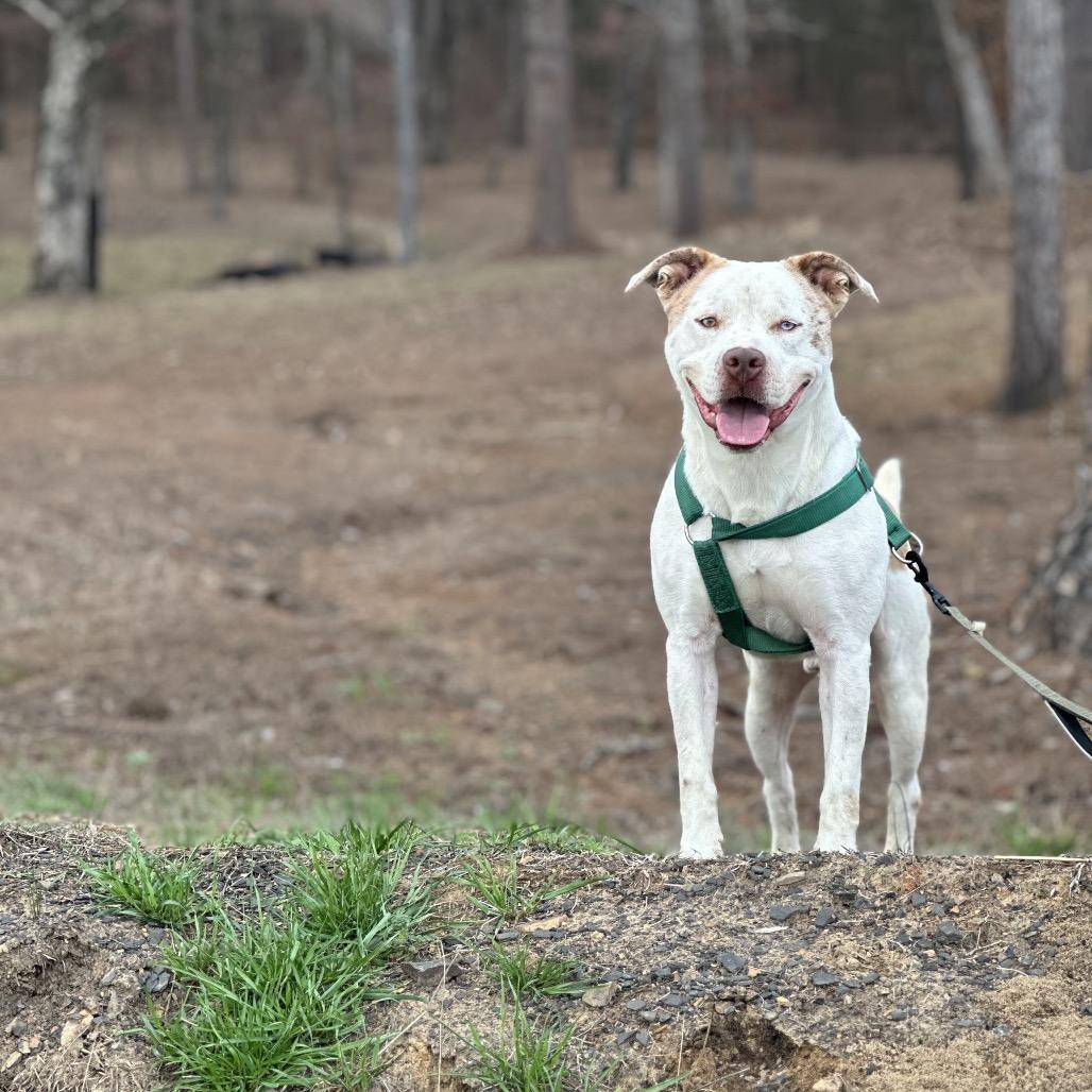 Enlarge Pibble, a Adoptable Mixed Breed in Clarksville, AR image 1/6