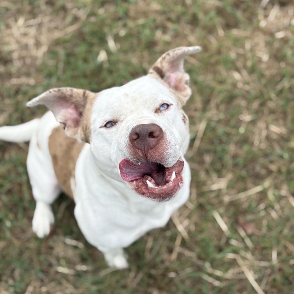 Enlarge Pibble, a Adoptable Mixed Breed in Clarksville, AR image 2/6