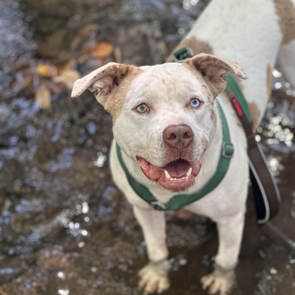 Pibble, a Adoptable Mixed Breed in Clarksville, AR image 1/6