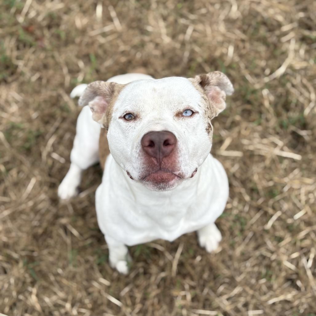 Pibble, a Adoptable Mixed Breed in Clarksville, AR image 2/6