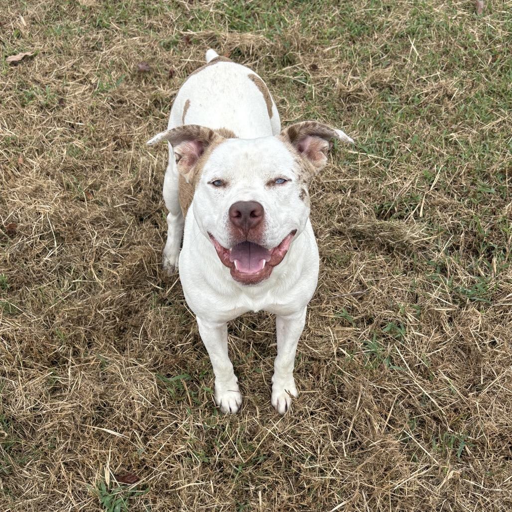 Pibble, a Adoptable Mixed Breed in Clarksville, AR image 3/6