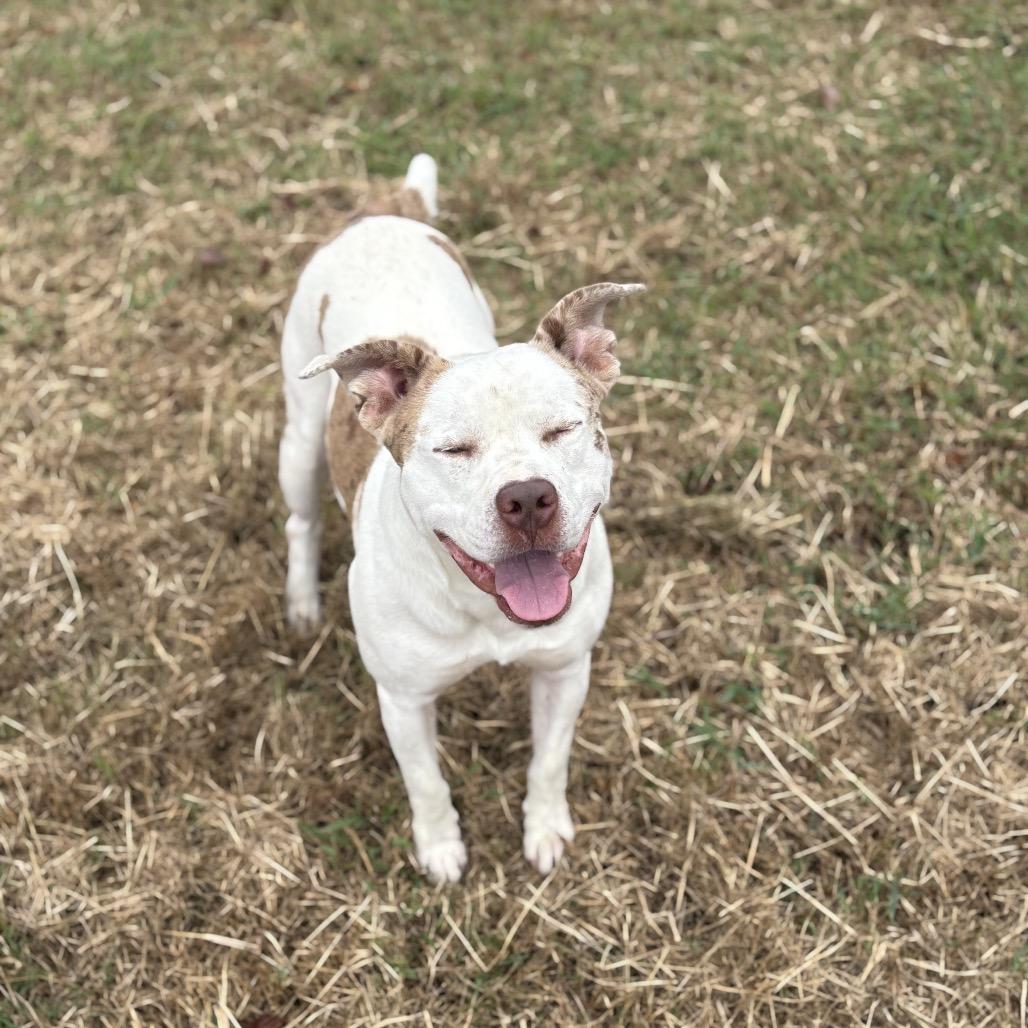 Pibble, a Adoptable Mixed Breed in Clarksville, AR image 4/6