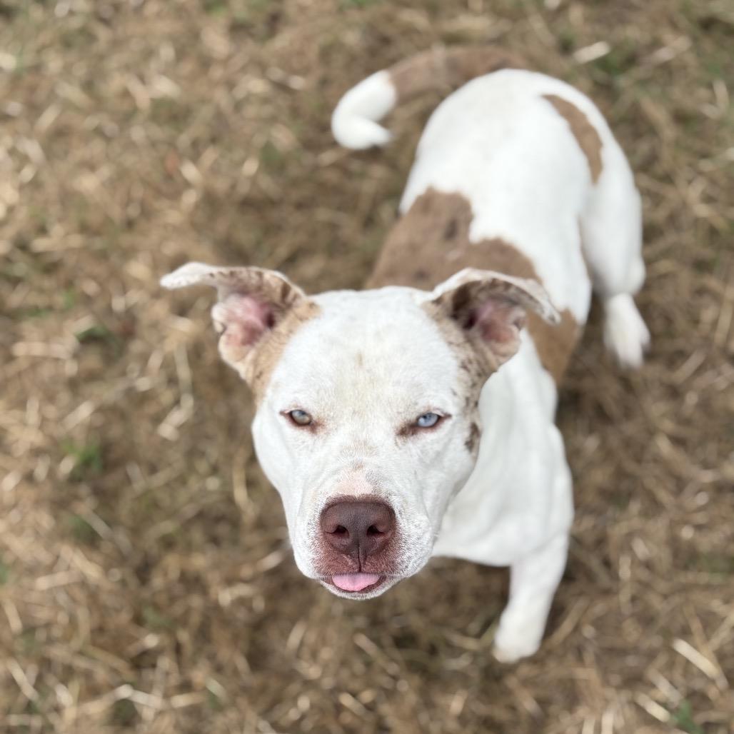 Pibble, a Adoptable Mixed Breed in Clarksville, AR image 5/6
