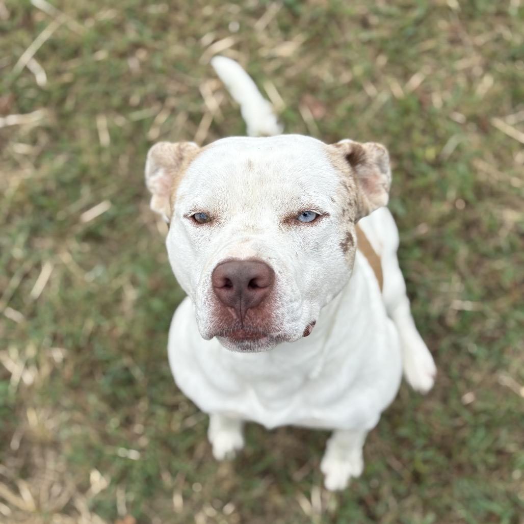 Pibble, a Adoptable Mixed Breed in Clarksville, AR image 6/6