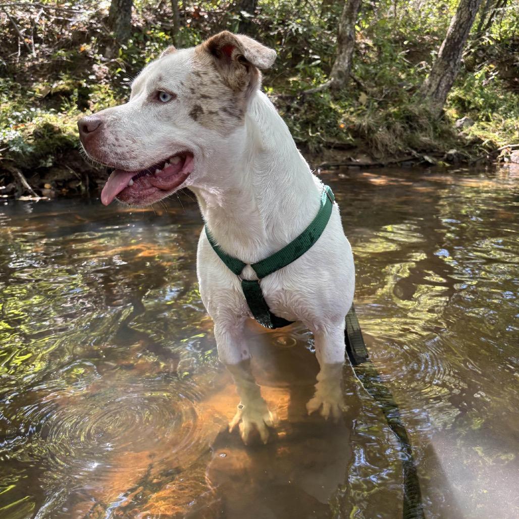 Enlarge Pibble, a Adoptable Mixed Breed in Clarksville, AR image 5/6