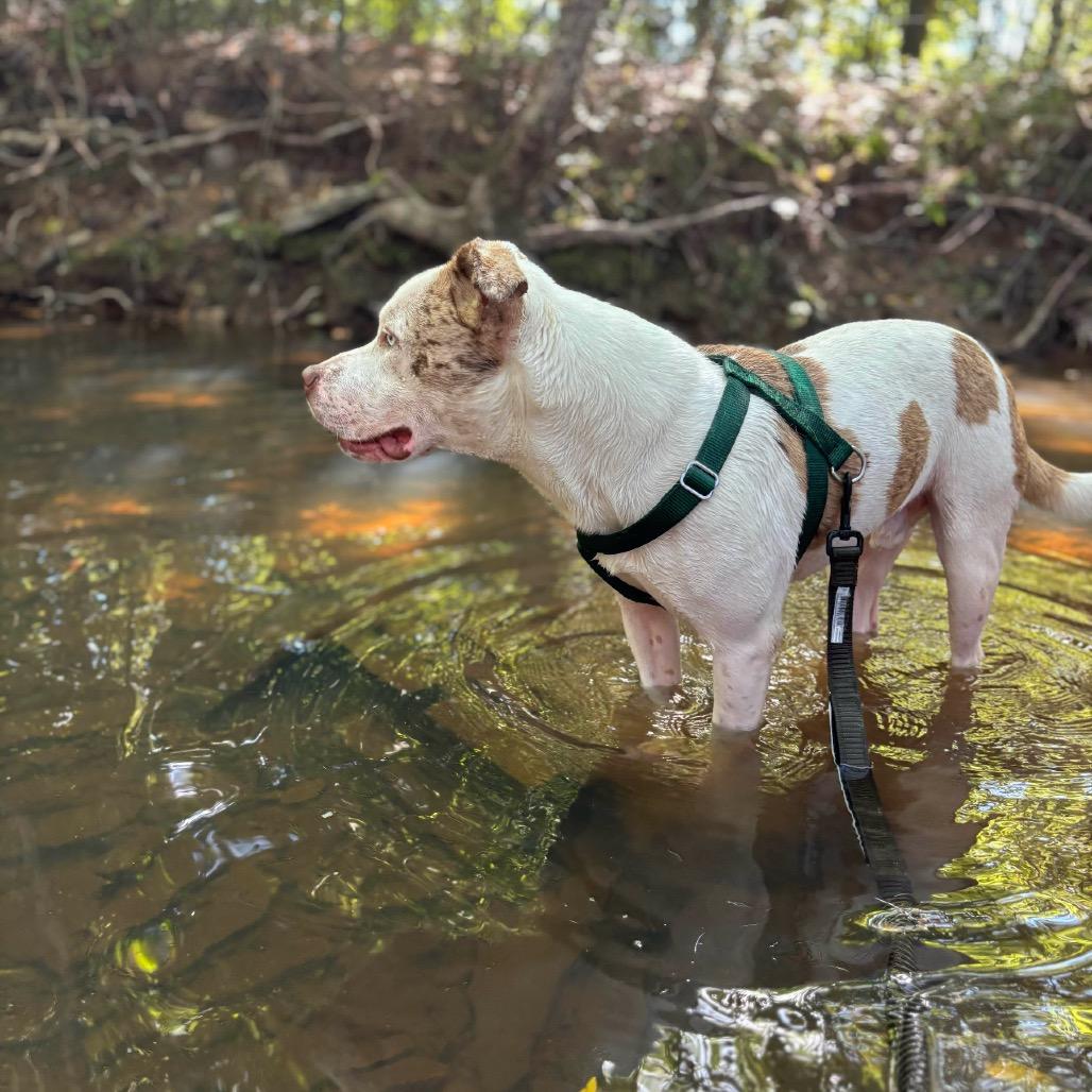 Enlarge Pibble, a Adoptable Mixed Breed in Clarksville, AR image 6/6