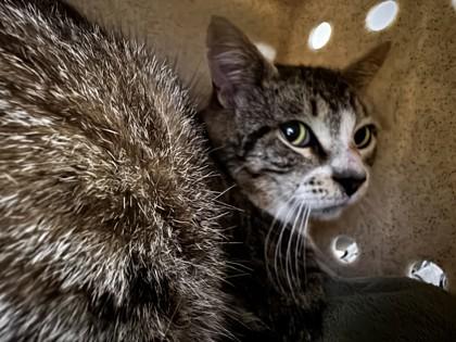Enlarge Snowcap, a Adoptable mixed breed in Roseville, CA image 1/1