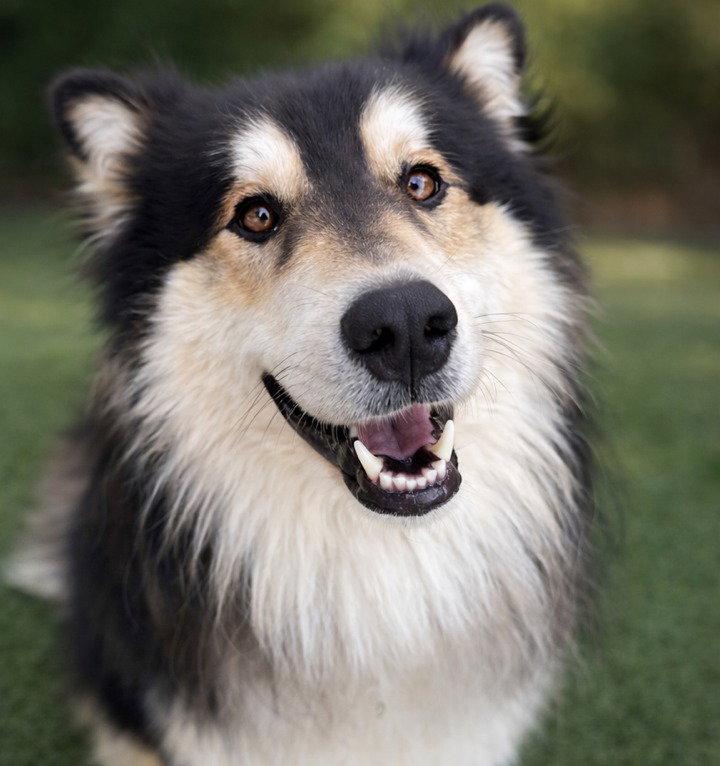Borsky, Adoptable, Young Male Border Collie & Terrier.