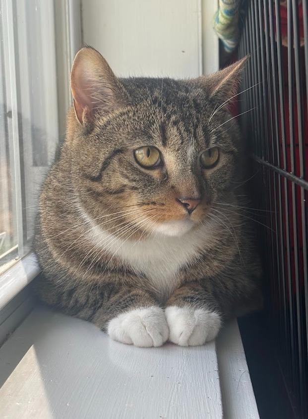 Gus Gus, Adoptable, Young Male Domestic Short Hair.