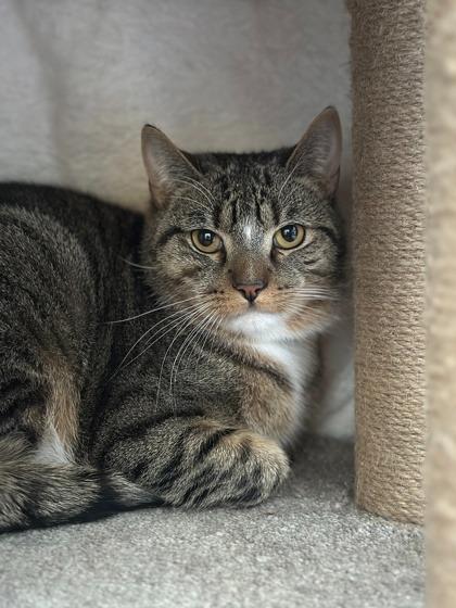 Enlarge Gus Gus, a Adoptable mixed breed in Cumberland, ME image 2/2