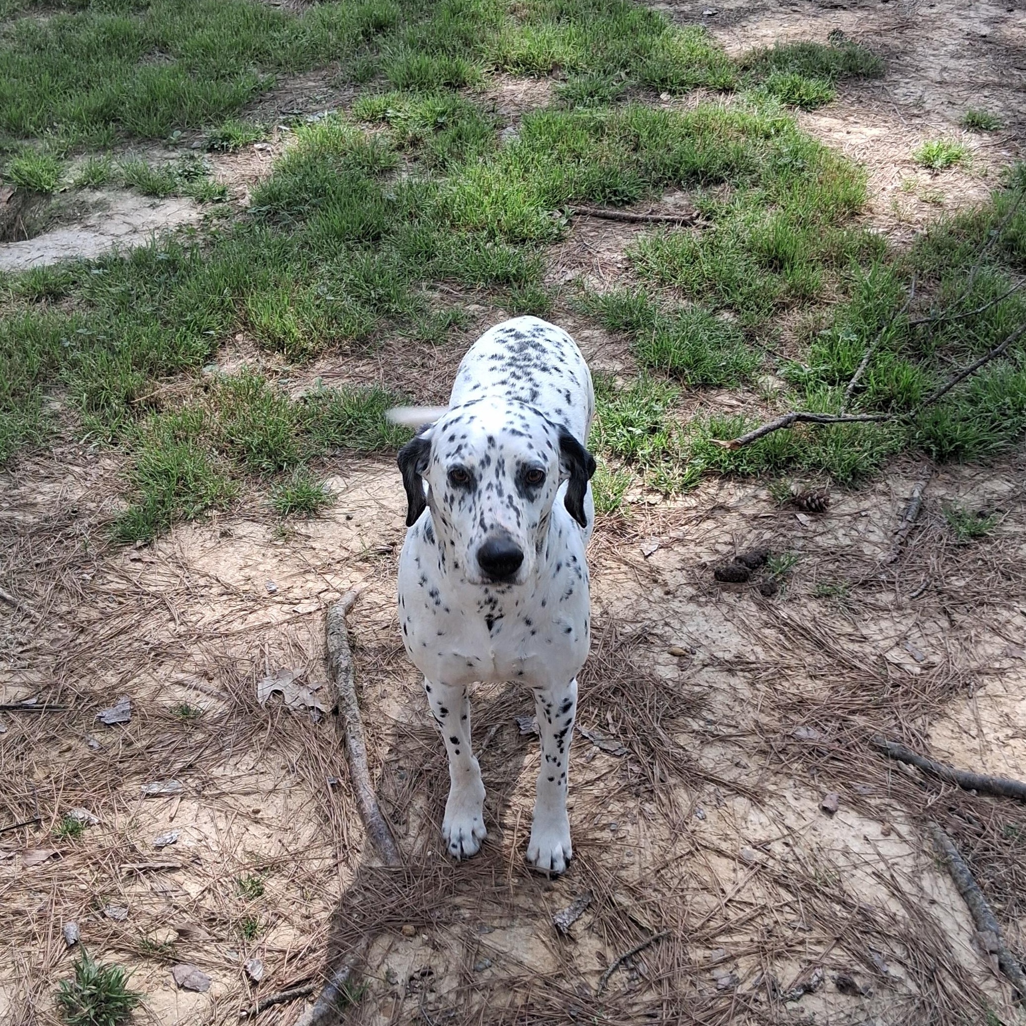 Enlarge Charley, a ADOPTABLE mixed breed in Tylertown, MS image 1/1