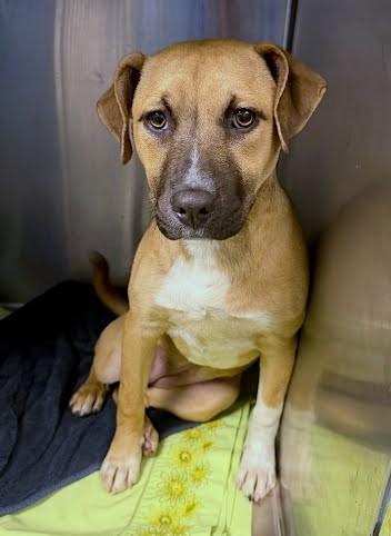 Enlarge Hannah, a Adoptable mixed breed in Washington, DC image 1/2