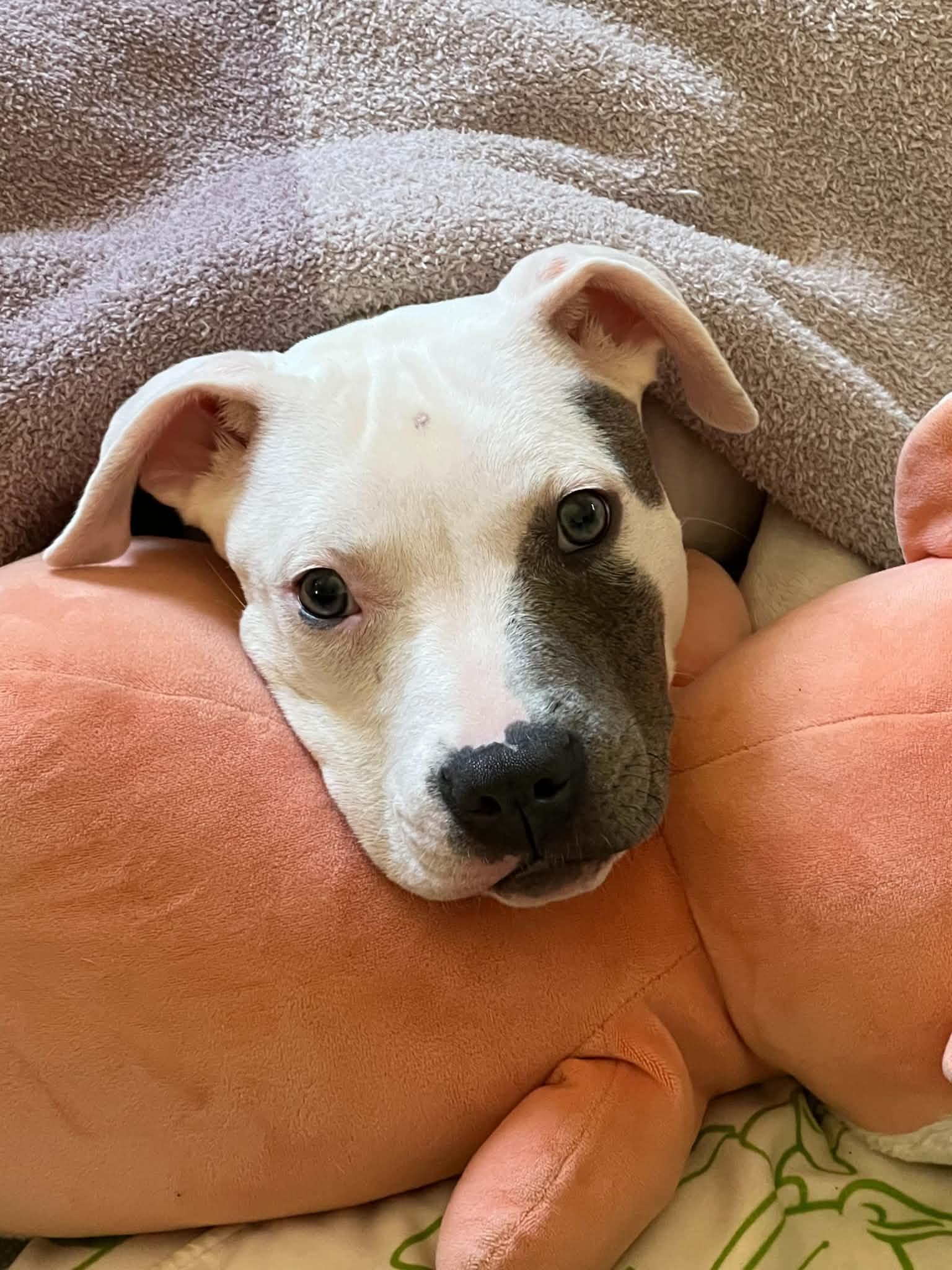 Barbie, an adopted Pit Bull Terrier in Minneapolis, MN image 3/6