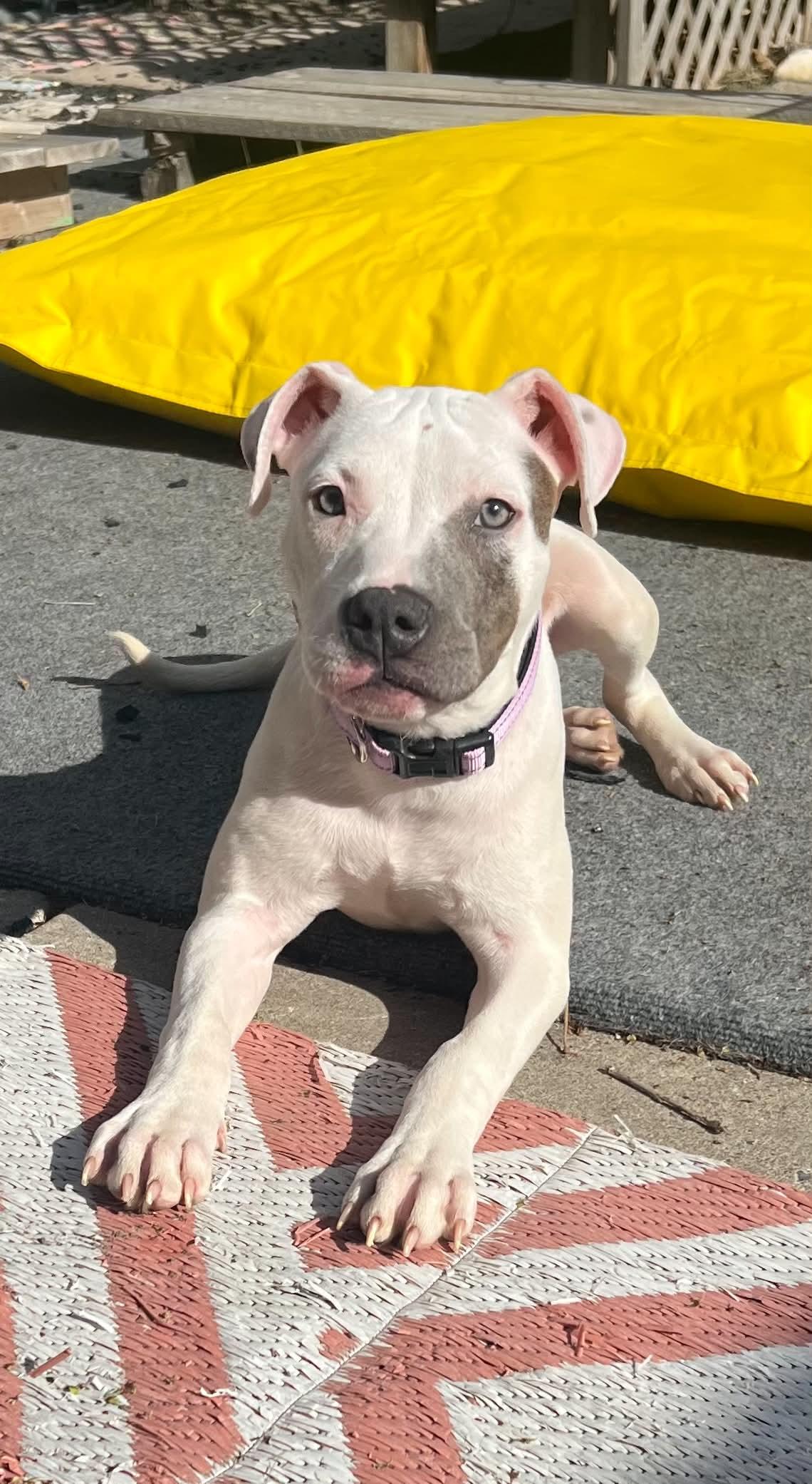 Barbie, an adopted Pit Bull Terrier in Minneapolis, MN image 5/6