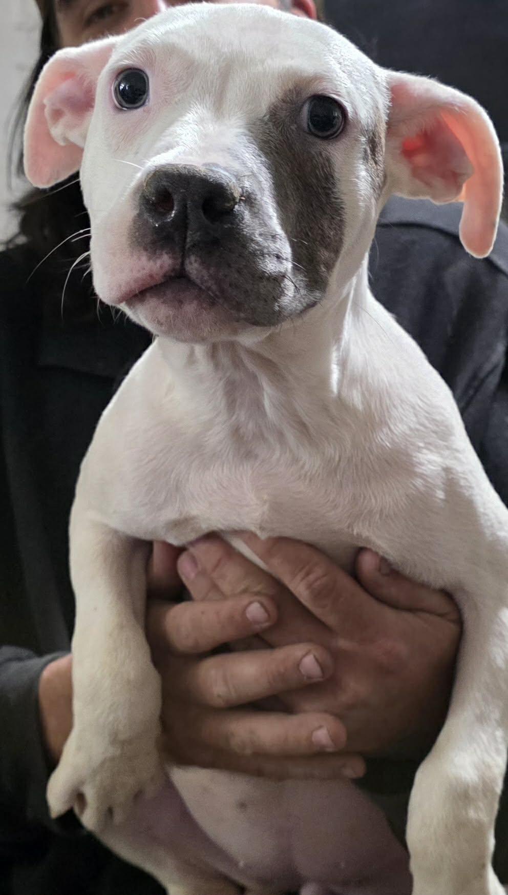 Barbie, an adopted Pit Bull Terrier in Minneapolis, MN image 2/6