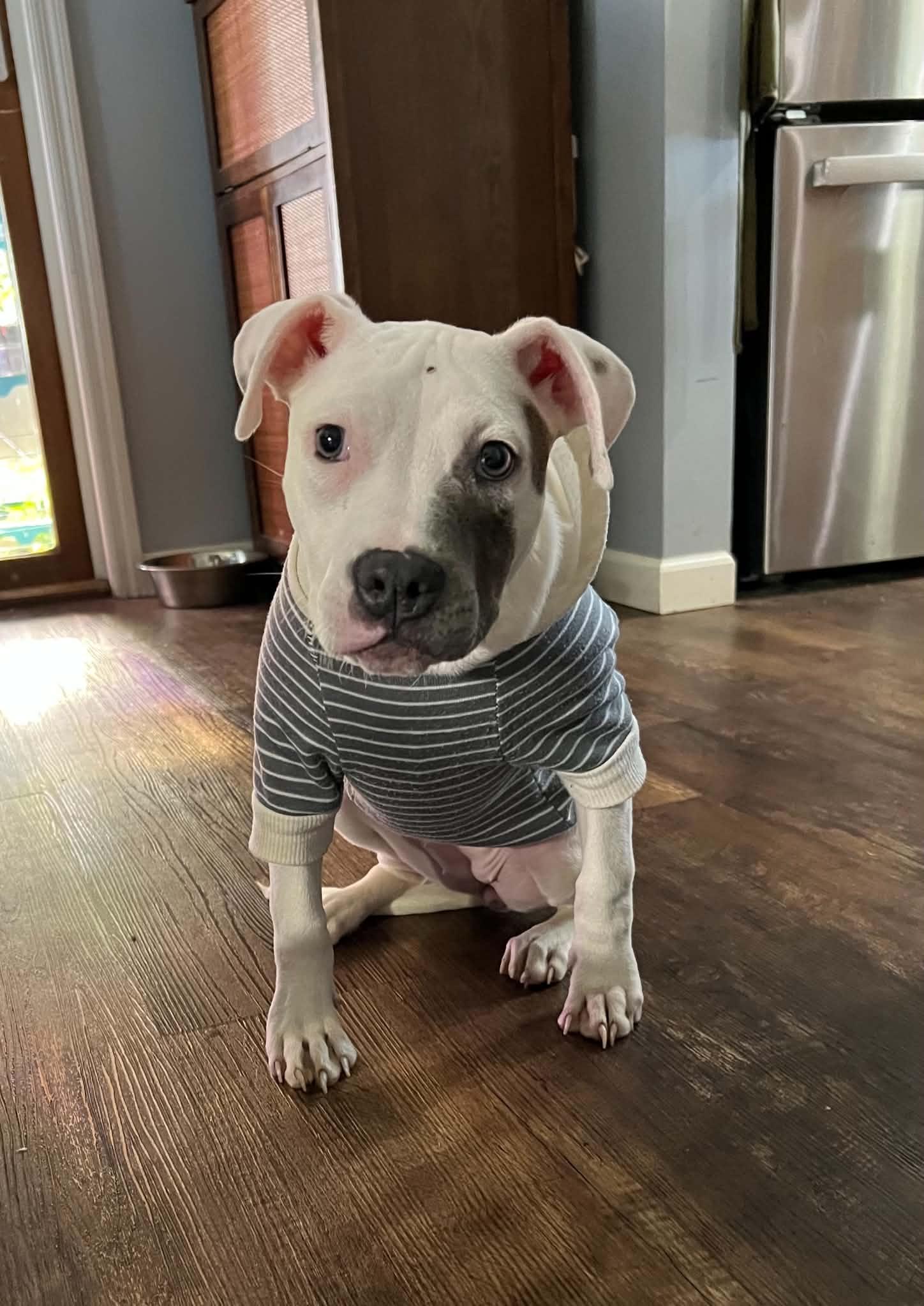Barbie, adopted, Young Female Pit Bull Terrier.