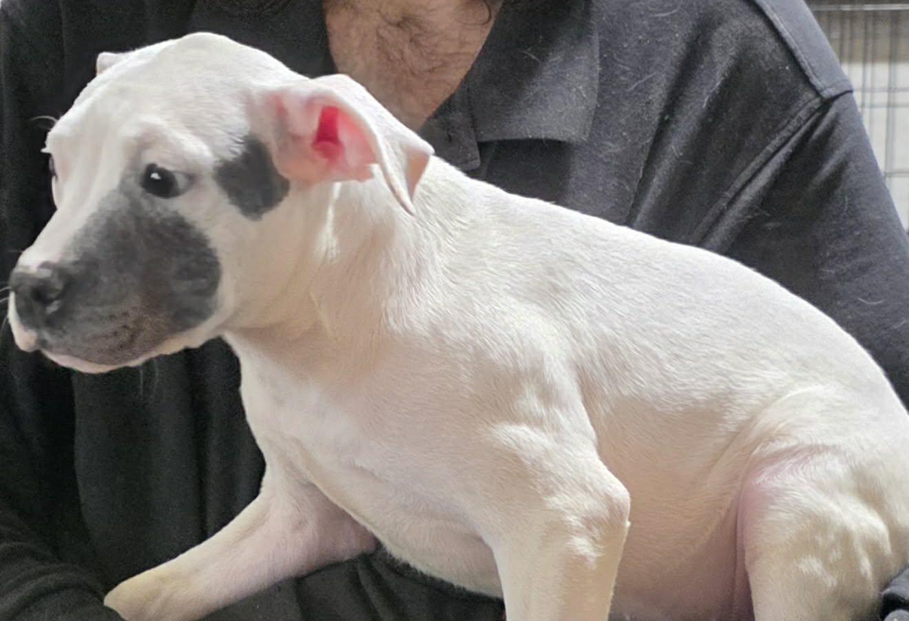 Barbie, an adopted Pit Bull Terrier in Minneapolis, MN image 6/6