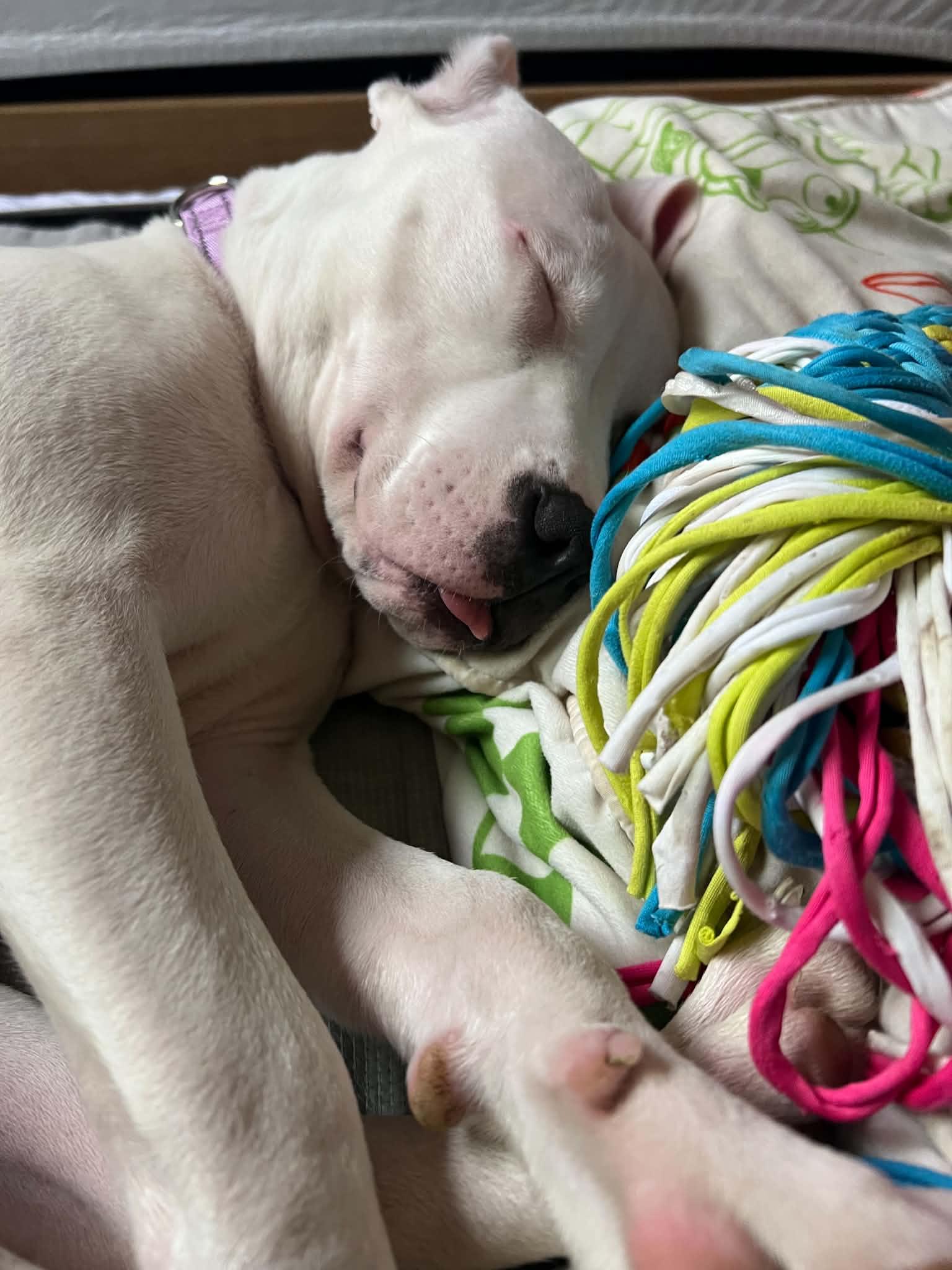 Barbie, an adopted Pit Bull Terrier in Minneapolis, MN image 4/6
