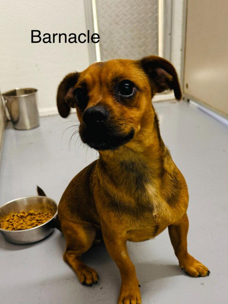 Barney, Adoptable, Young Male Chihuahua & Pug.
