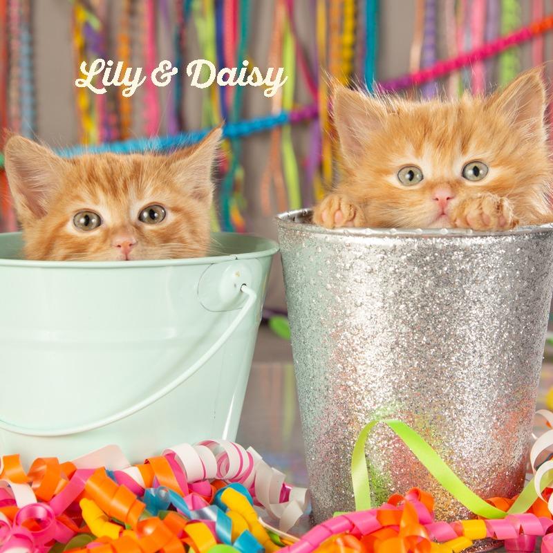 Enlarge Daisy, a Adoptable Domestic Medium Hair in Springfield, MO image 1/4