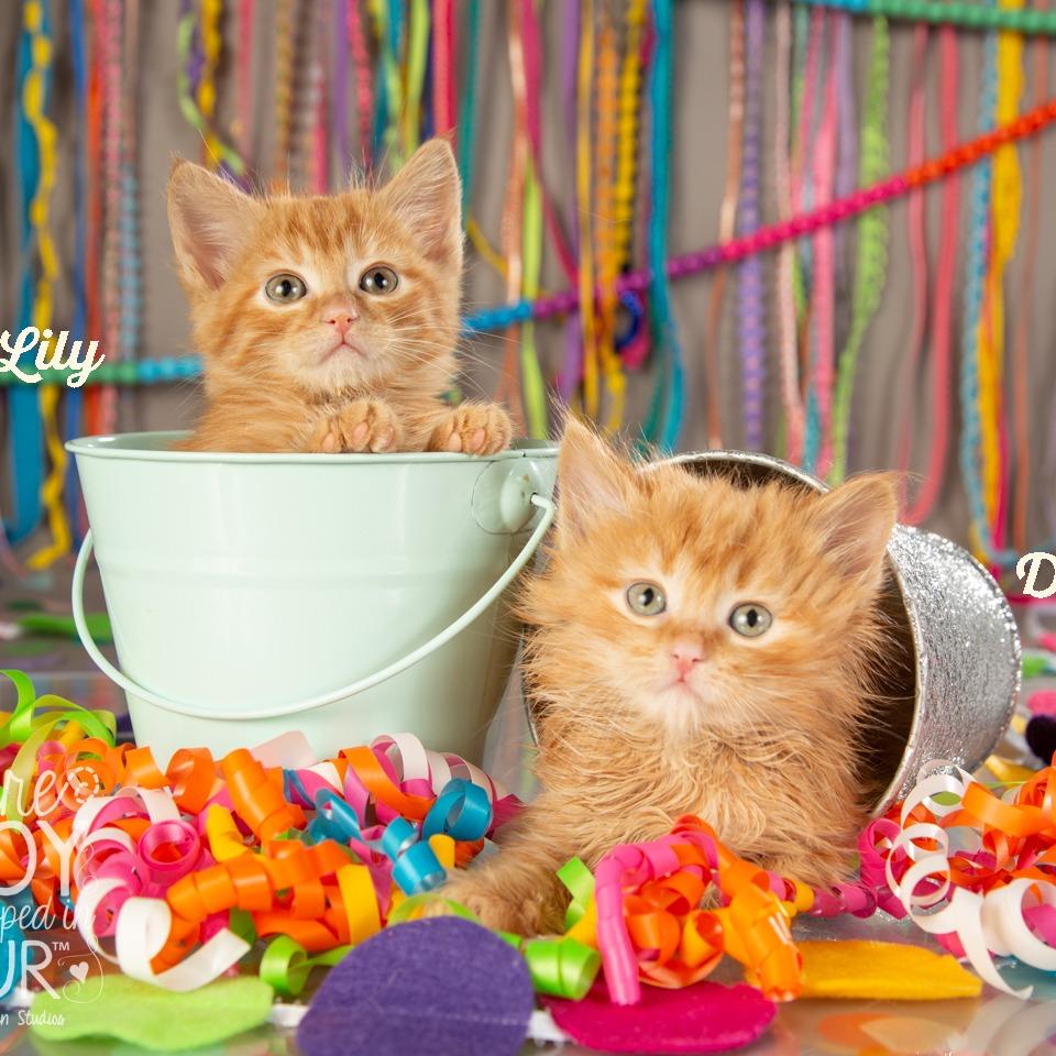 Enlarge Daisy, a Adoptable Domestic Medium Hair in Springfield, MO image 2/4