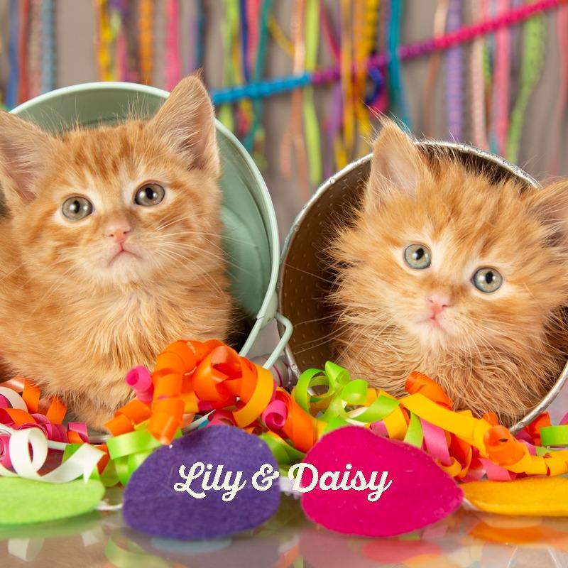 Enlarge Daisy, a Adoptable Domestic Medium Hair in Springfield, MO image 3/4