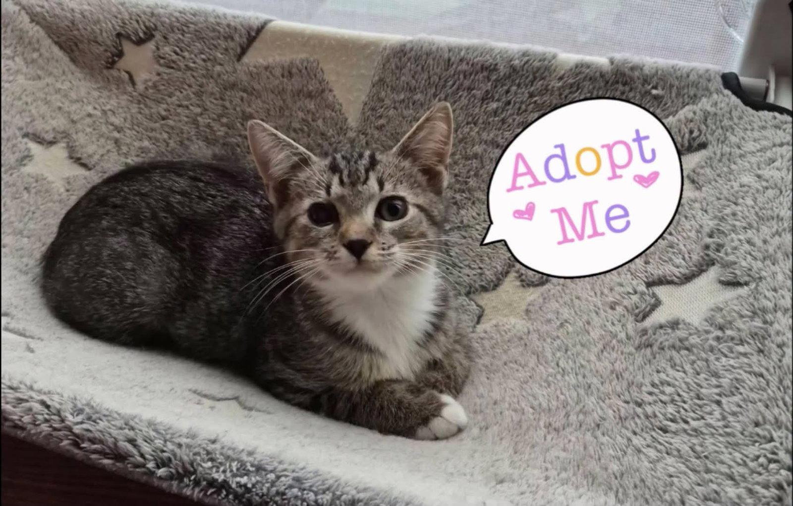 Princess Lucy, Adoptable, Kitten Female Domestic Short Hair.