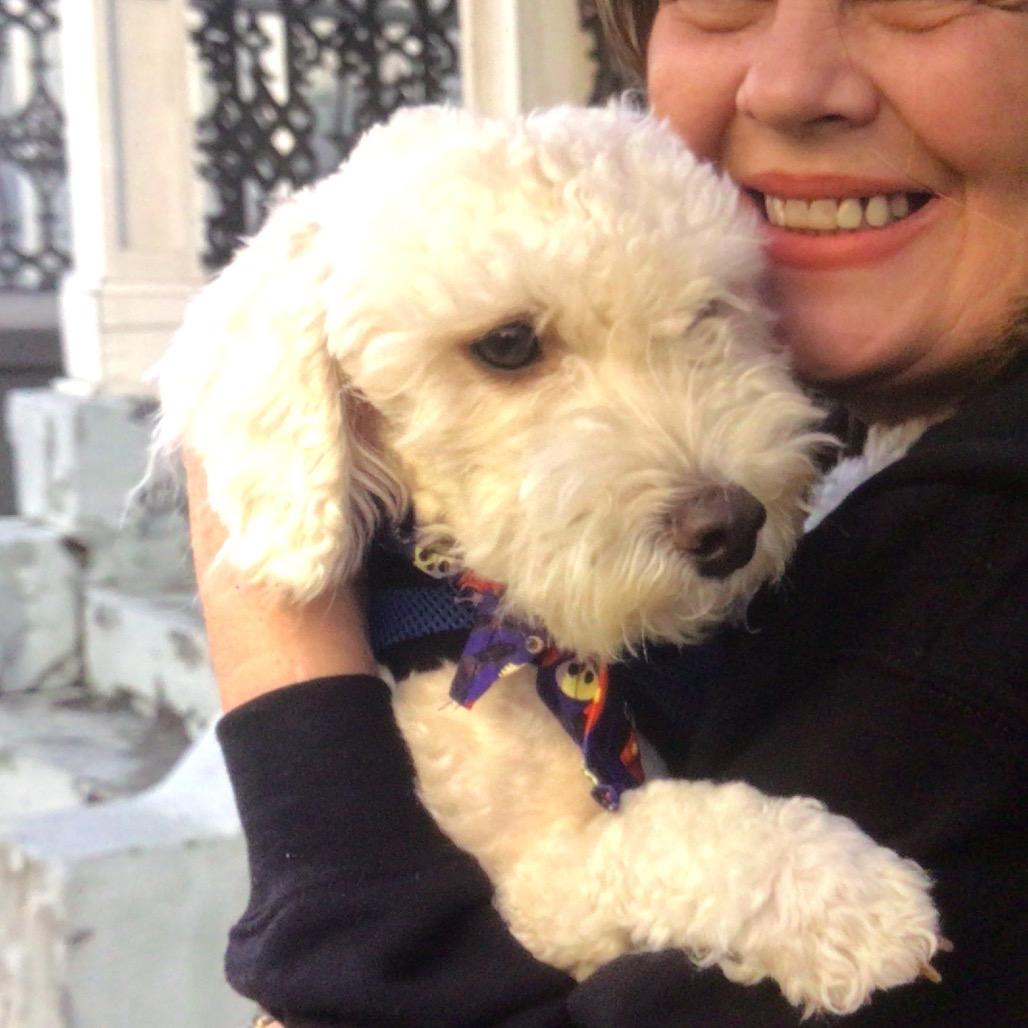 Enlarge Snowy, a Adoptable mixed breed in New Orleans, LA image 1/1