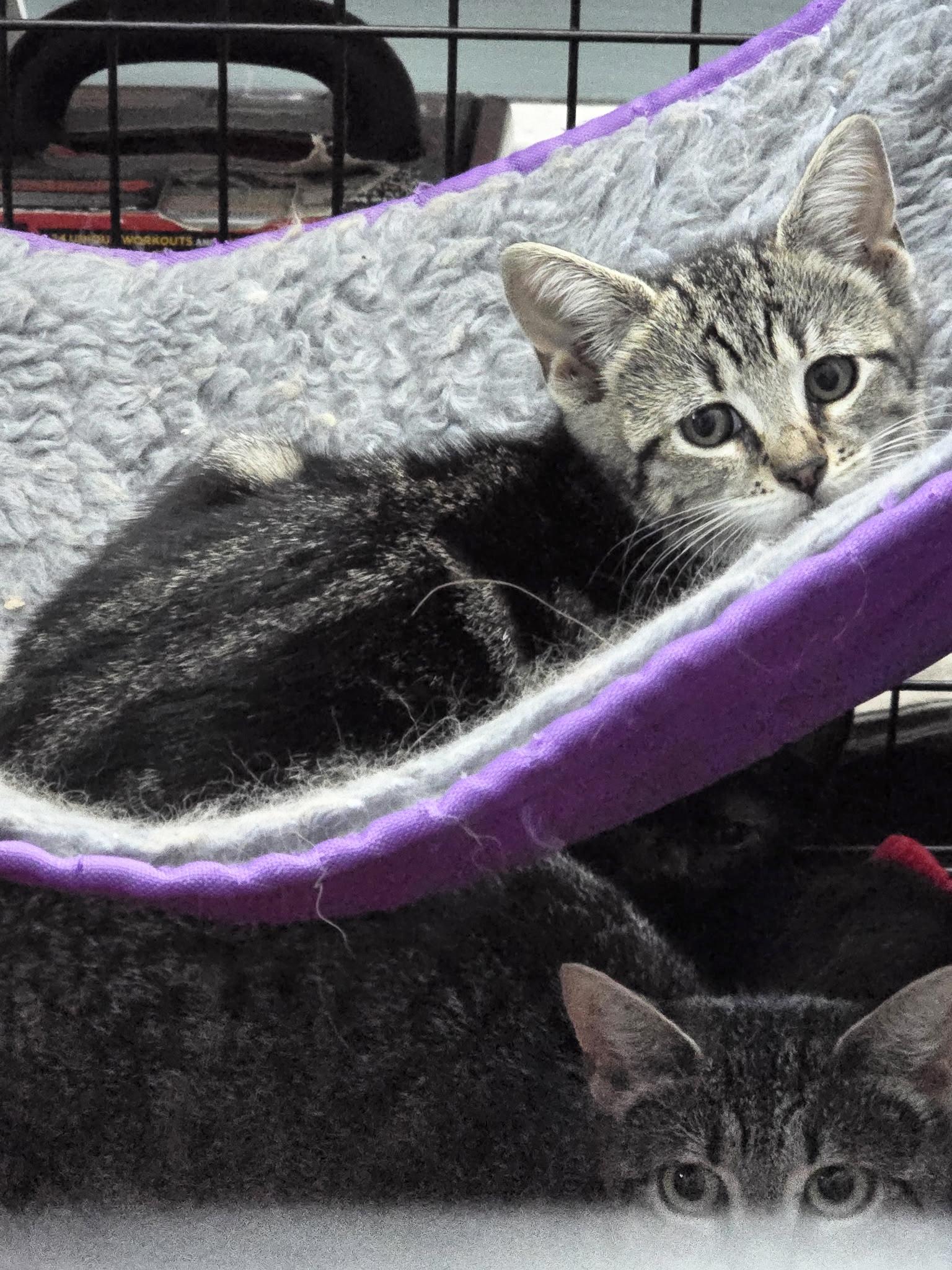 Enlarge Mabel, a ADOPTABLE American Shorthair in Salisbury Mills, NY image 2/4