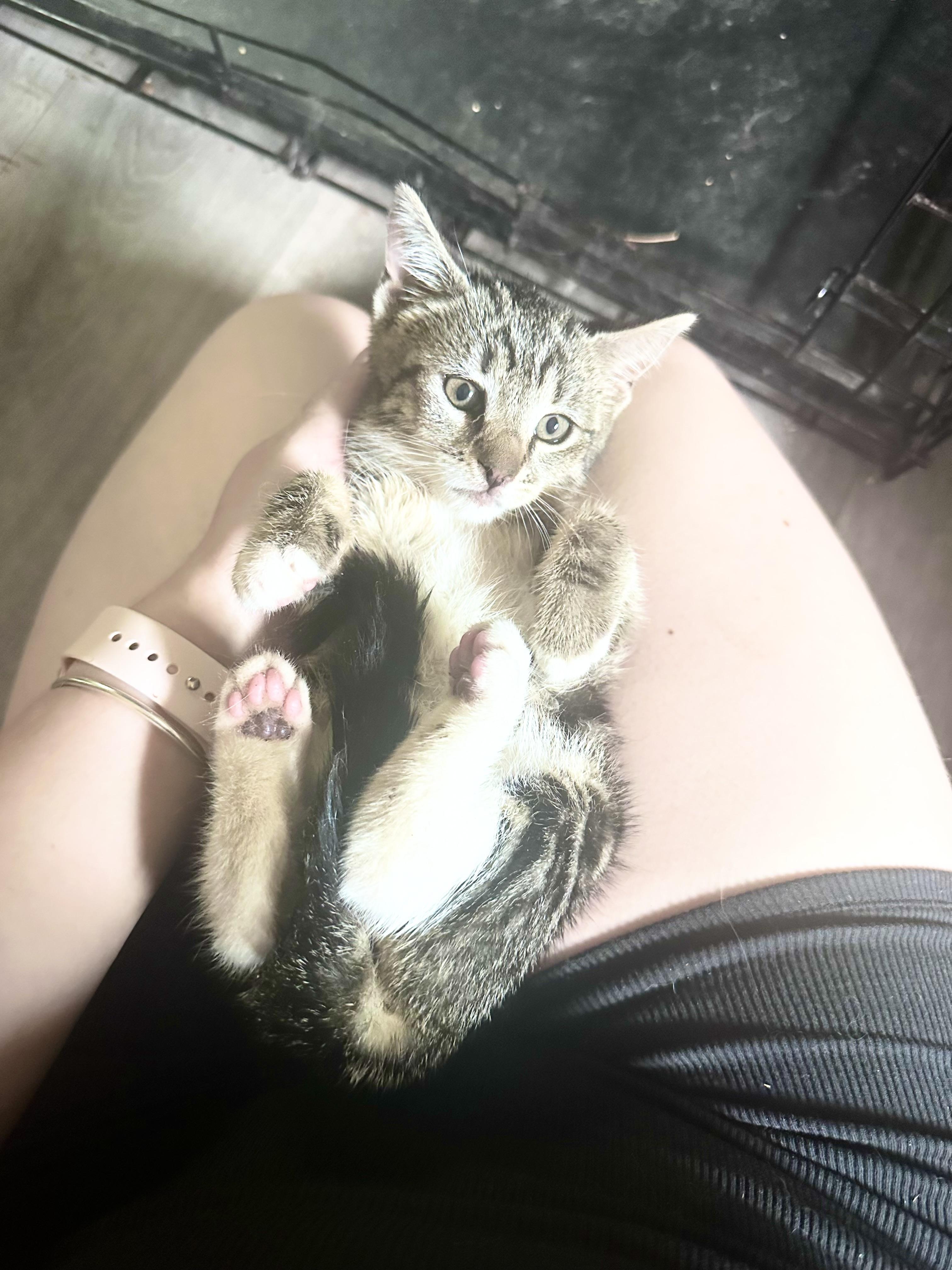 Mabel, ADOPTABLE, Kitten Male American Shorthair.