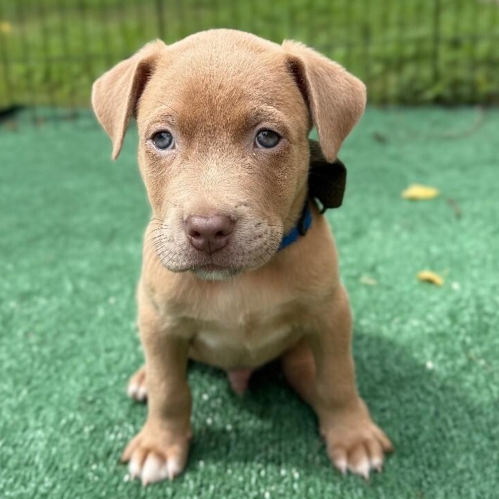 Dog for adoption - Mississippi River, a Labrador Retriever & Pit Bull ...