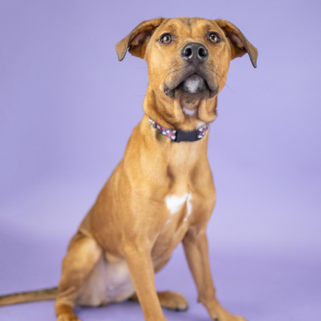 Duckie, Adoptable, Young Female Mixed Breed.