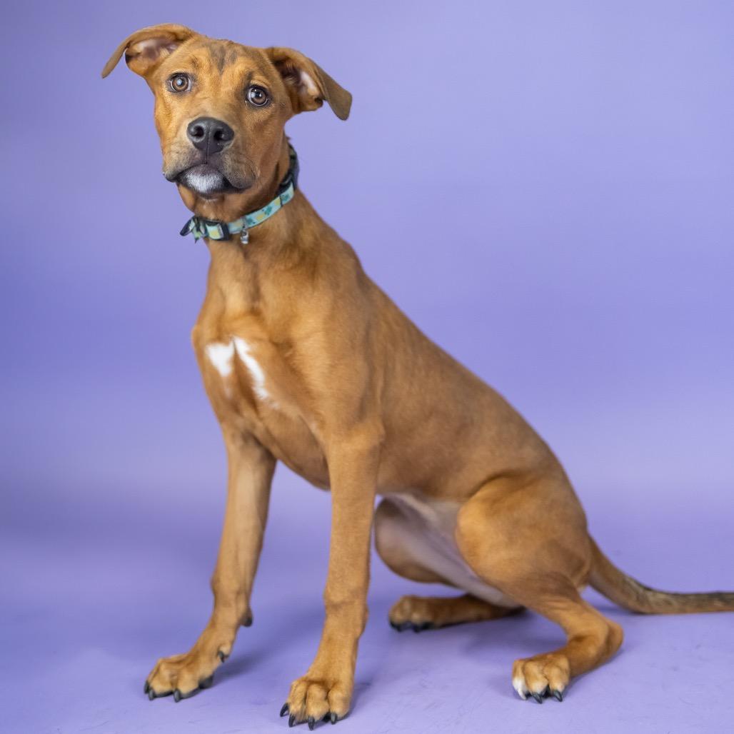 Duckie, a Adoptable Mixed Breed in Portland, OR image 2/3